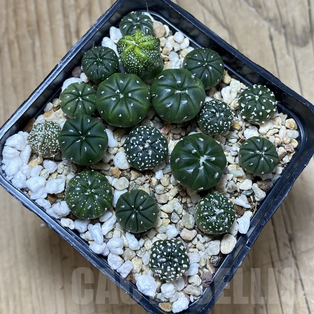 SH24496 Astrophytum asterias mix - Imagen 2