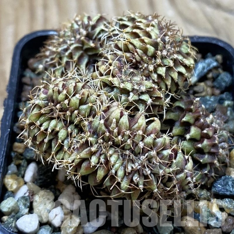 SH24532 Gymnocalycium mihanovichii variegata f. cristata