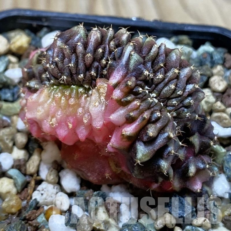 SH24533 Gymnocalycium mihanovichii variegata f. cristata