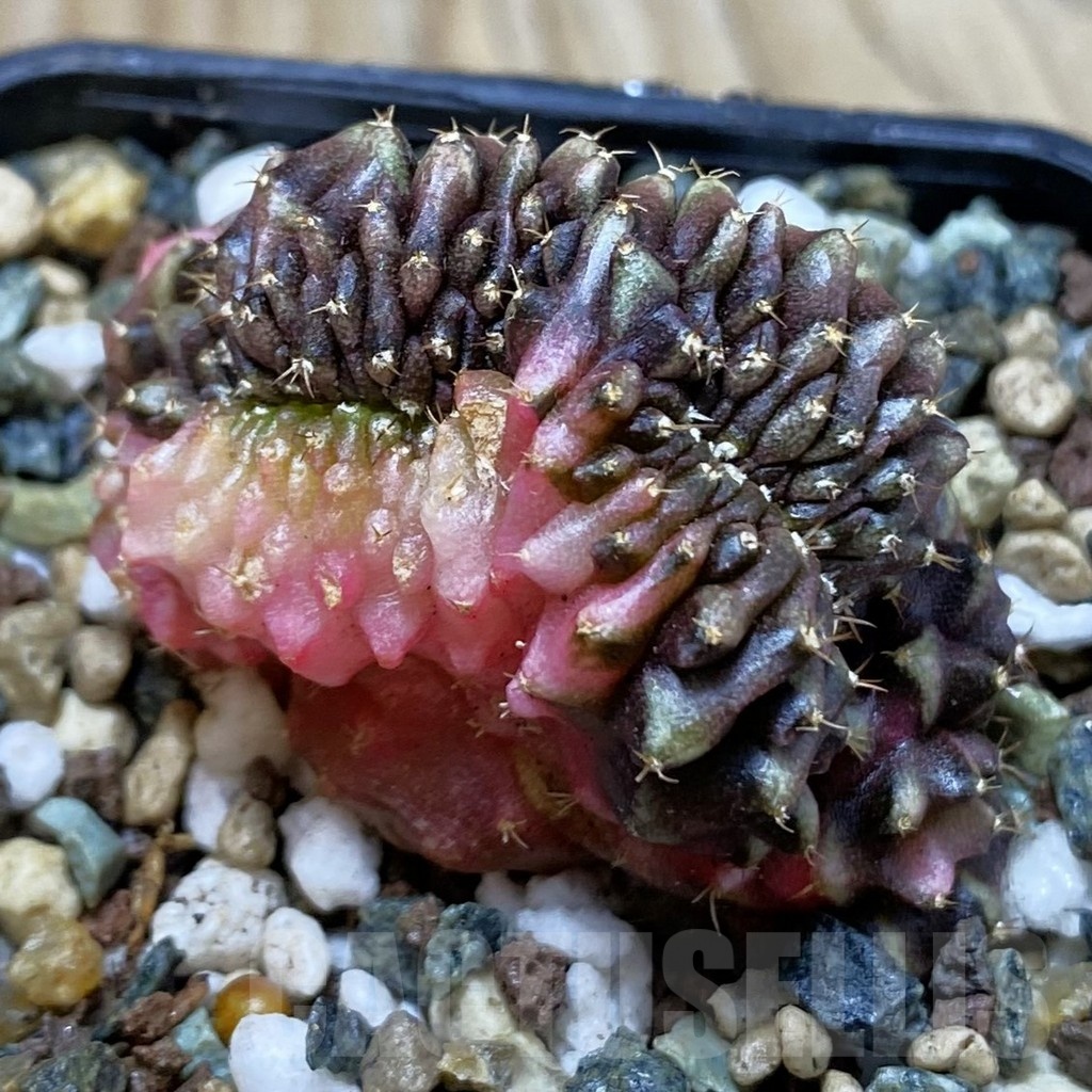 SH24533 Gymnocalycium mihanovichii variegata f. cristata