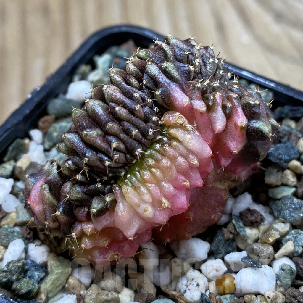 SH24533 Gymnocalycium mihanovichii variegata f. cristata - Image 2