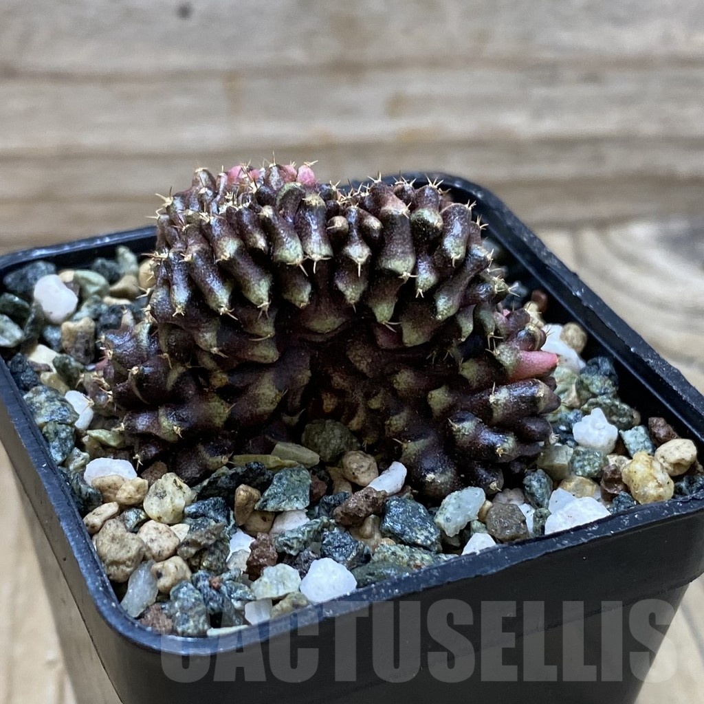 SH24533 Gymnocalycium mihanovichii variegata f. cristata - Image 3