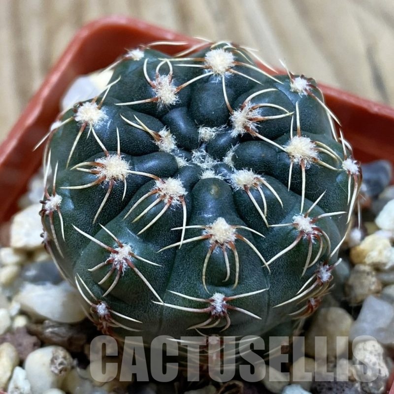 SH24534 Gymnocalycium amerhauseri STO 229