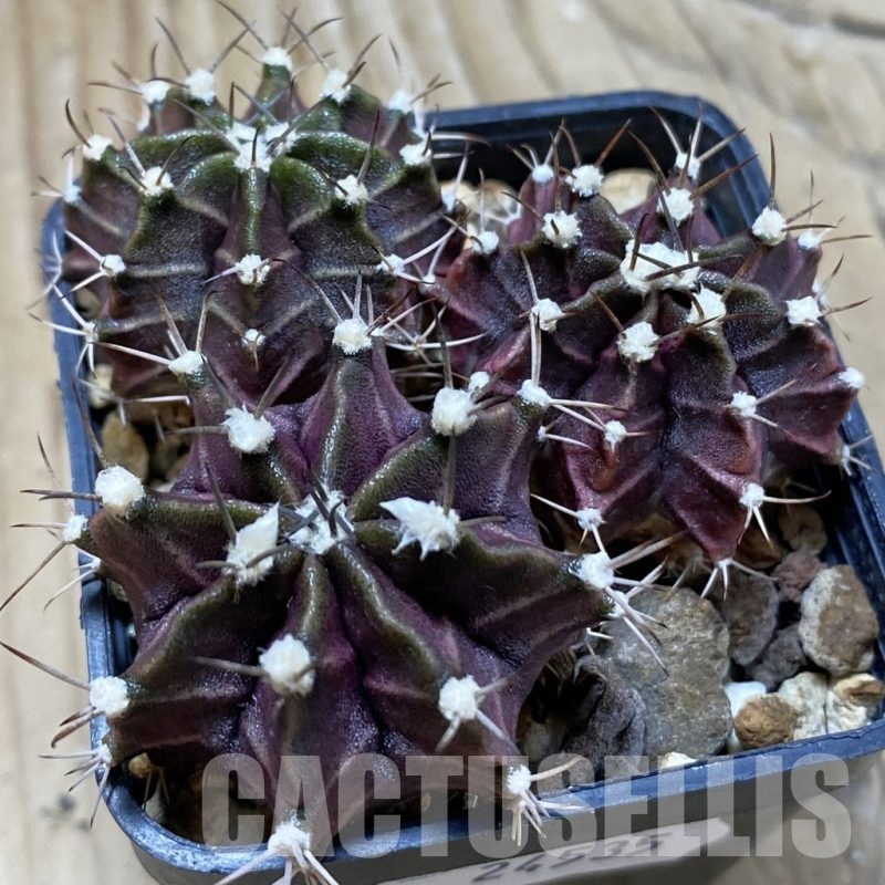 SH24535 Gymnocalycium mihanovichii ‘Hibotan Purple’ seedling 3 plants