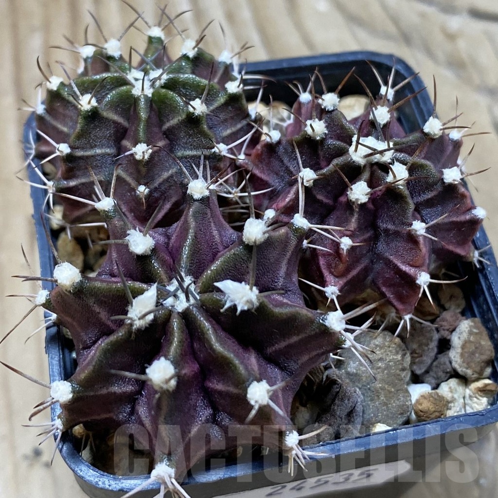 SH24535 Gymnocalycium mihanovichii ‘Hibotan Purple’ seedling 3 plants