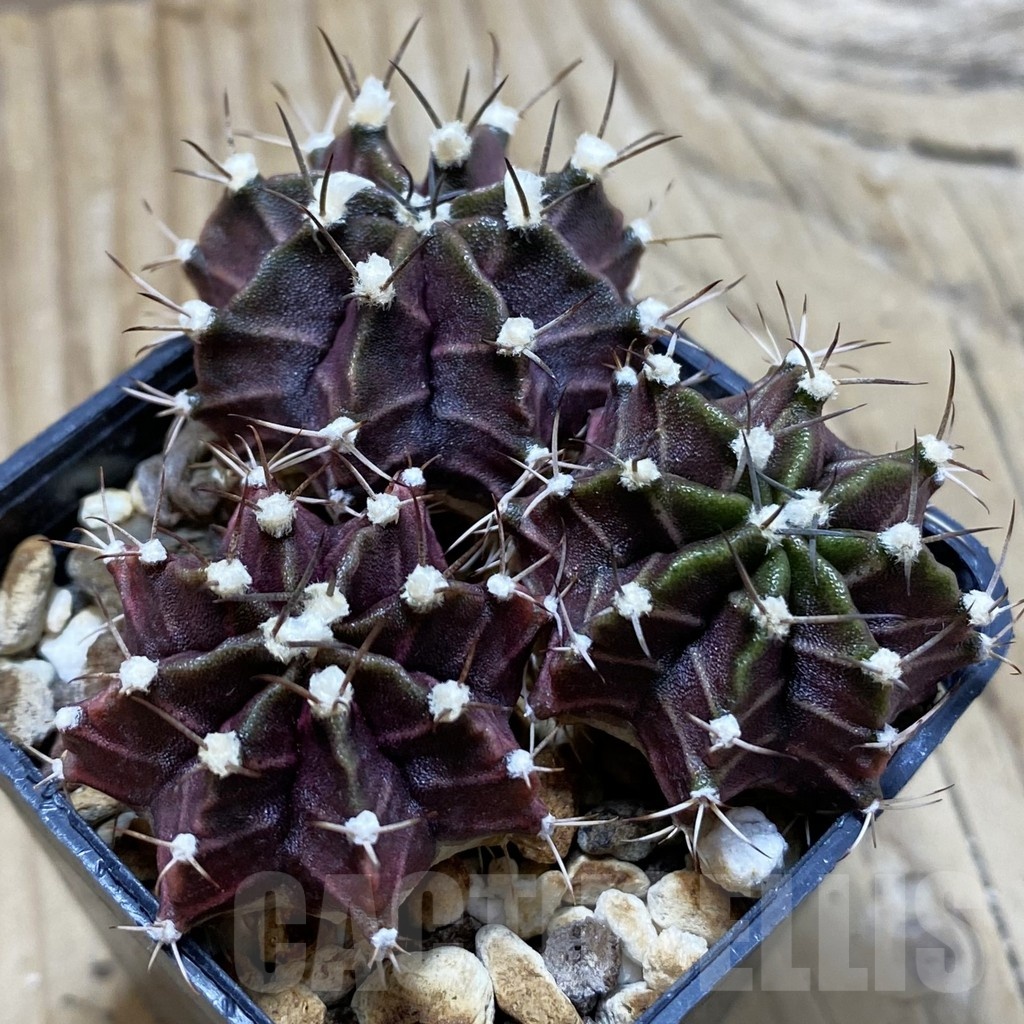 SH24535 Gymnocalycium mihanovichii ‘Hibotan Purple’ seedling 3 plants - Image 2