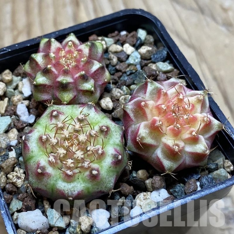 SH24536 Gymnocalycium mihanovichii ‘Neon’ hybrid, seedling mix