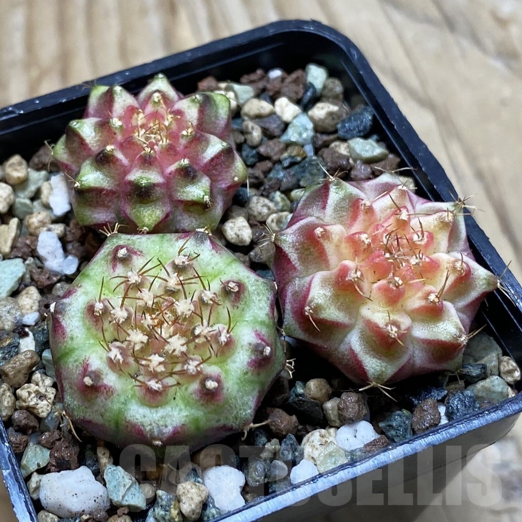 SH24536 Gymnocalycium mihanovichii ‘Neon’ hybrid, seedling mix