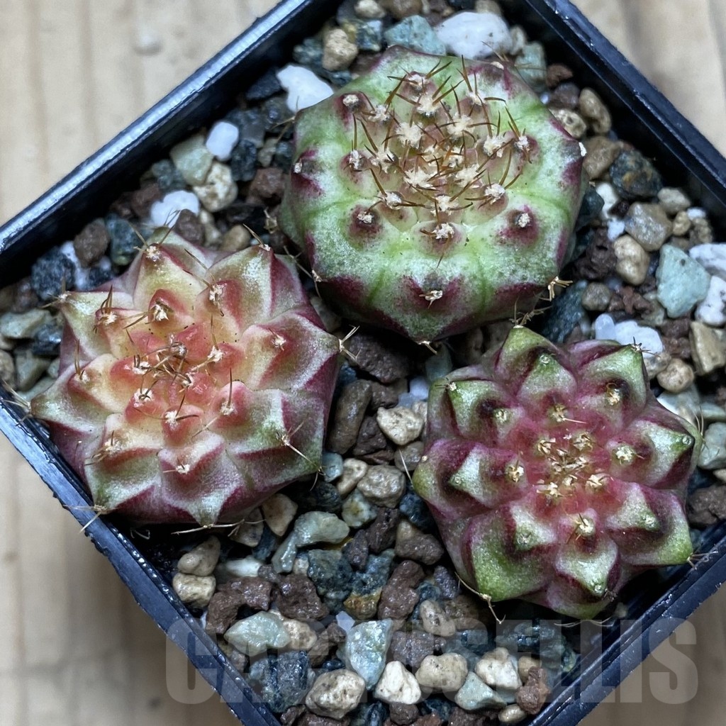 SH24536 Gymnocalycium mihanovichii ‘Neon’ hybrid, seedling mix - Image 2