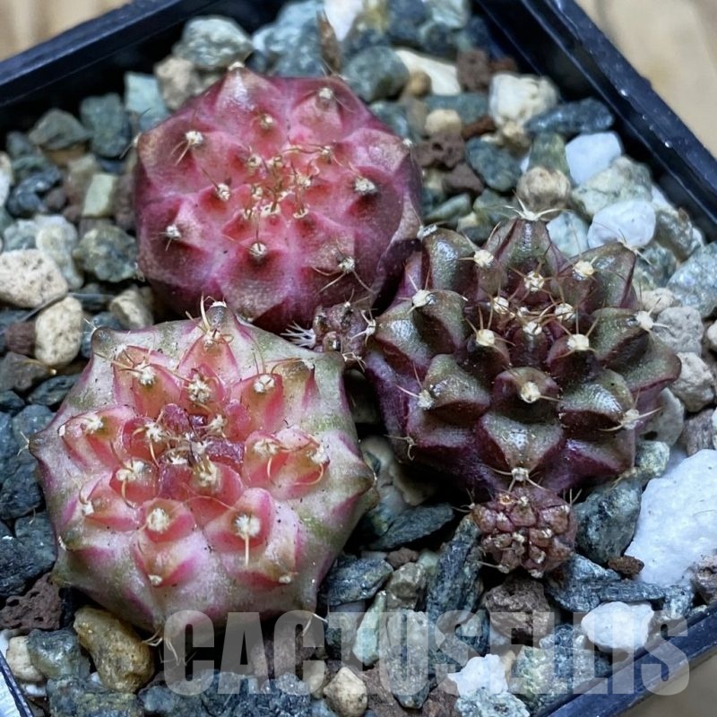 SH24537 Gymnocalycium mihanovichii ‘Neon’ hybrid, seedling mix