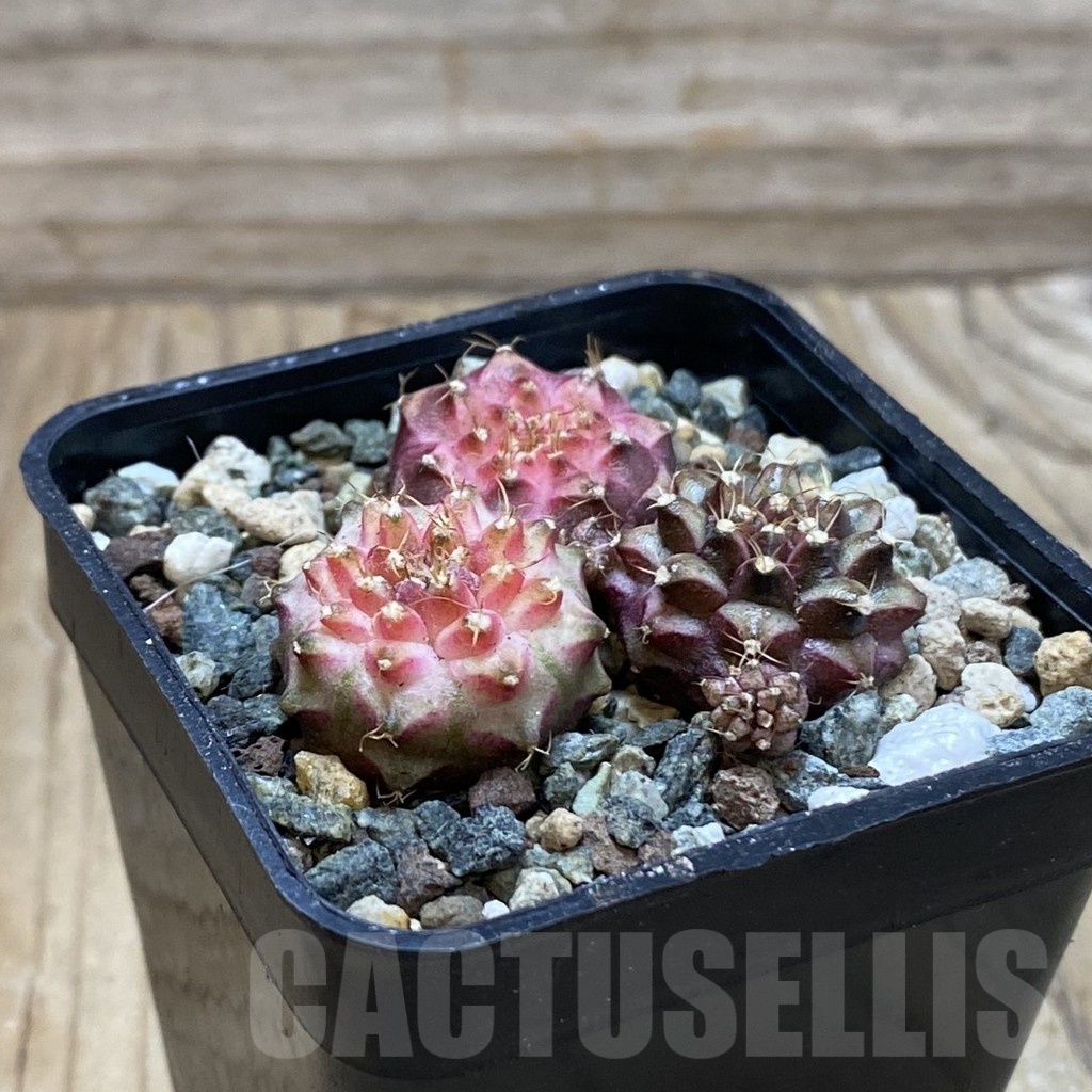 SH24537 Gymnocalycium mihanovichii ‘Neon’ hybrid, seedling mix - Image 2