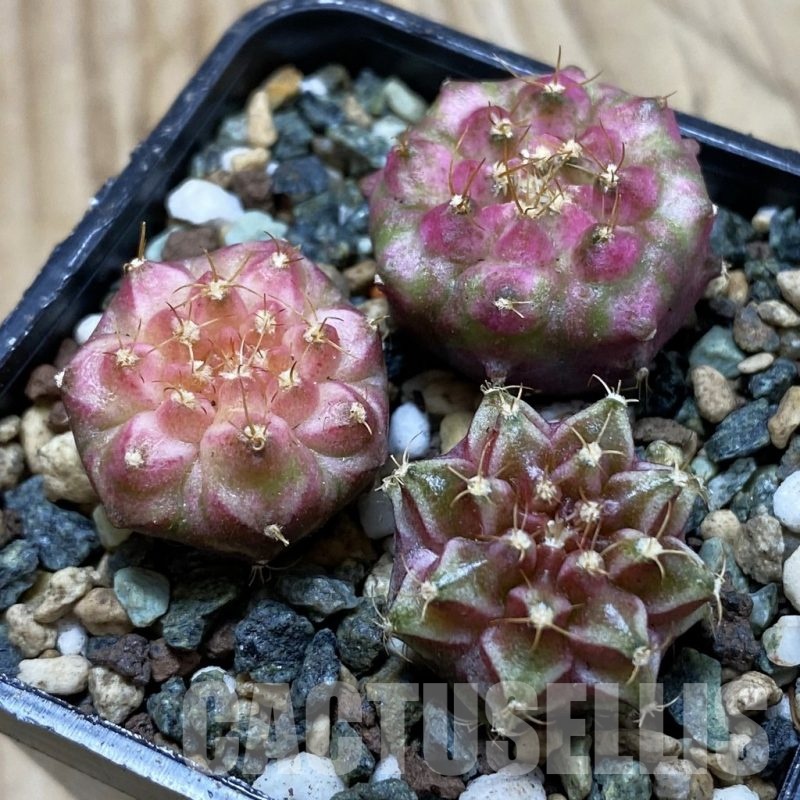 SH24538 Gymnocalycium mihanovichii ‘Neon’ hybrid, seedling mix