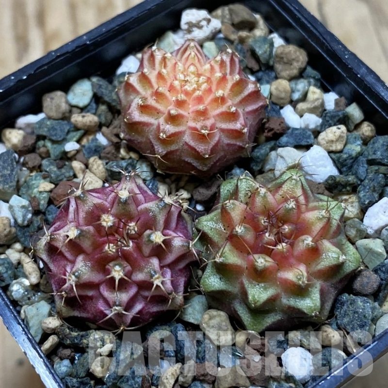 SH24539 Gymnocalycium mihanovichii ‘Neon’ hybrid, seedling mix