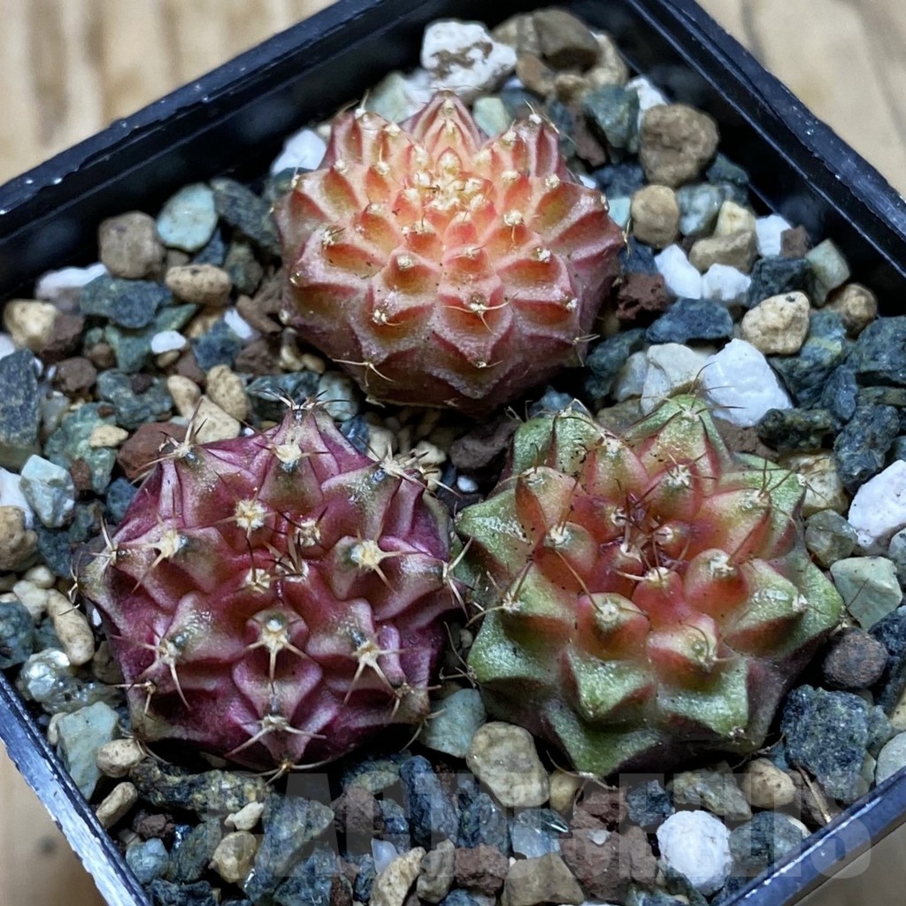 SH24539 Gymnocalycium mihanovichii ‘Neon’ hybrid, seedling mix