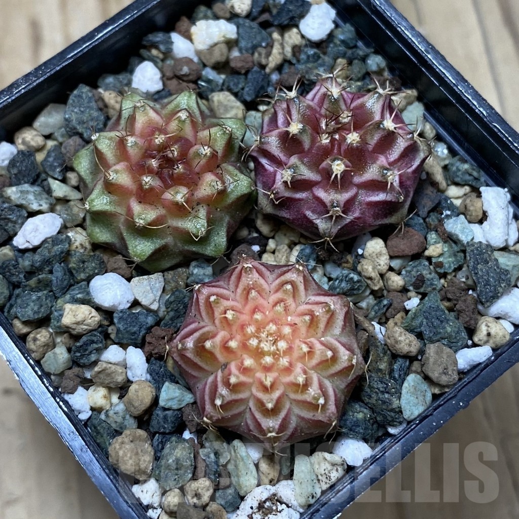 SH24539 Gymnocalycium mihanovichii ‘Neon’ hybrid, seedling mix – Image 2
