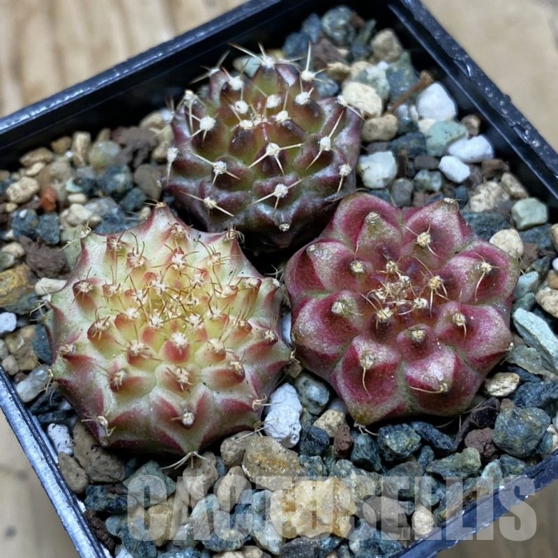SH24540 Gymnocalycium mihanovichii ‘Neon’ hybrid, seedling mix