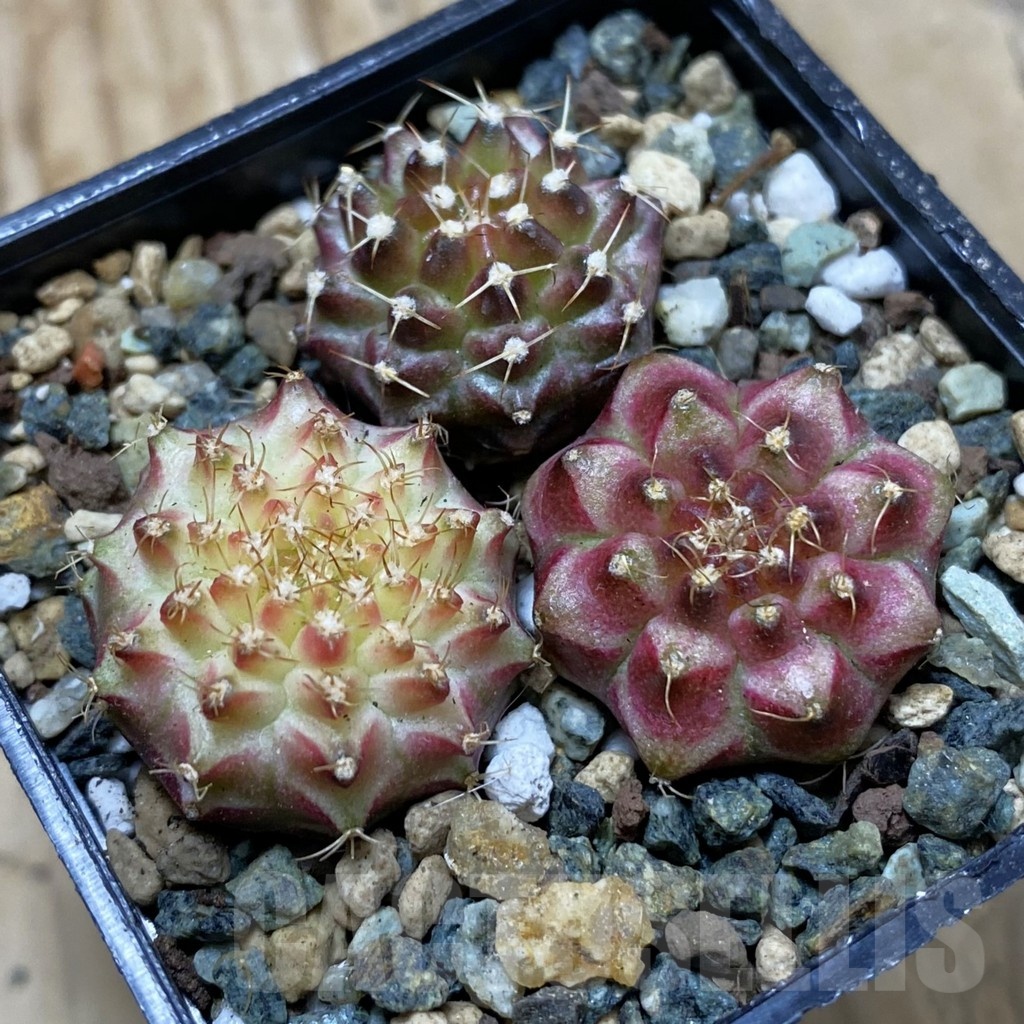 SH24540 Gymnocalycium mihanovichii ‘Neon’ hybrid, seedling mix