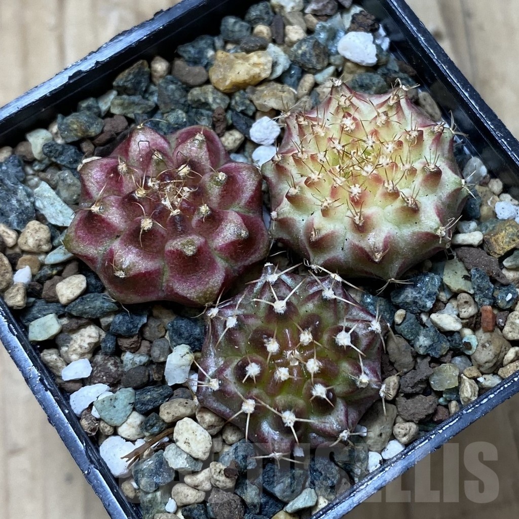 SH24540 Gymnocalycium mihanovichii ‘Neon’ hybrid, seedling mix - immagine 2