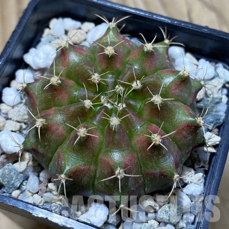 SH24541 Gymnocalycium mihanovichii ‘Neon’ hybrid