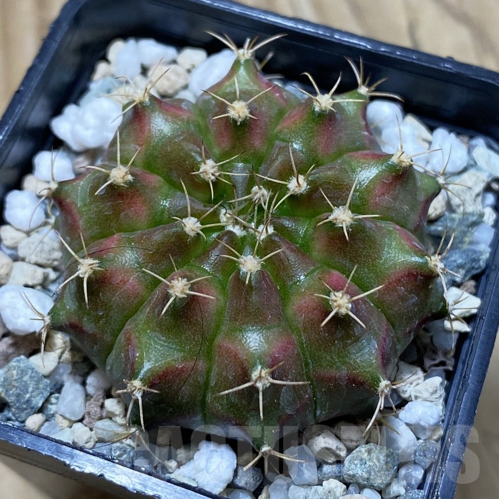 SH24541 Gymnocalycium mihanovichii ‘Neon’ hybrid