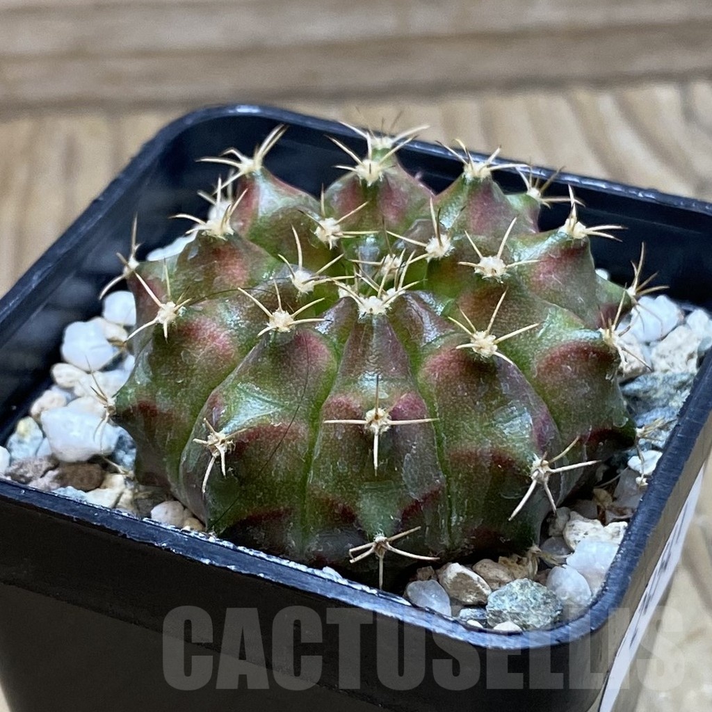 SH24541 Gymnocalycium mihanovichii ‘Neon’ hybrid - immagine 2