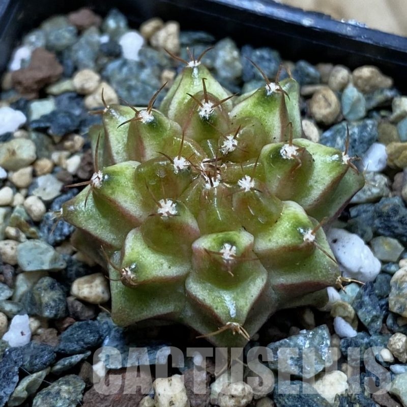 SH24542 Gymnocalycium mihanovichii ‘Neon’ hybrid