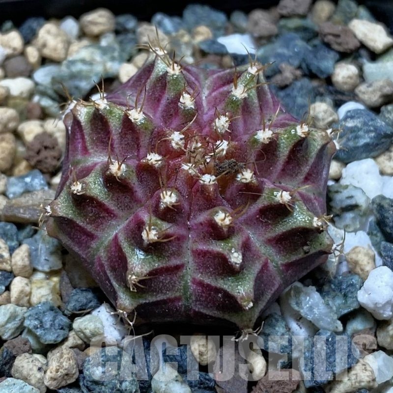 SH24543 Gymnocalycium mihanovichii ‘Neon’ hybrid