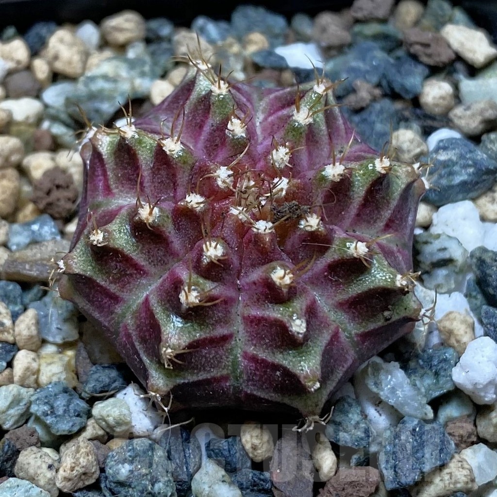 SH24543 Gymnocalycium mihanovichii ‘Neon’ hybrid