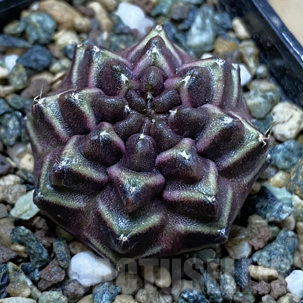 SH24544 Gymnocalycium mihanovichii ‘Day Dream’