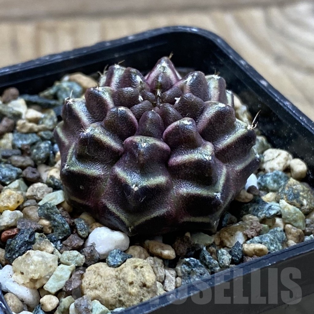 SH24544 Gymnocalycium mihanovichii ‘Day Dream’ - Imagen 2