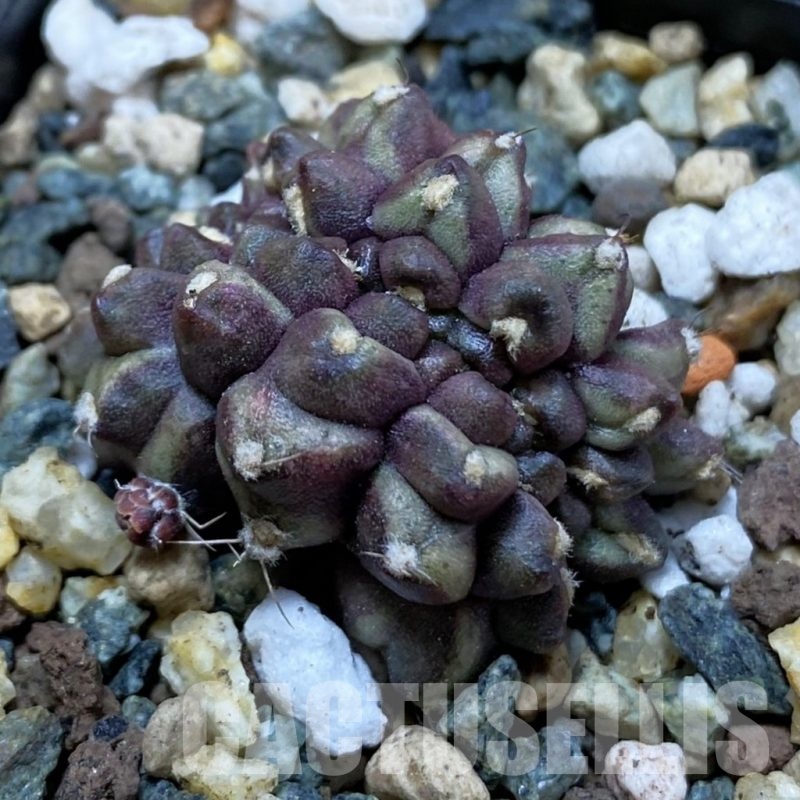 SH24545 Gymnocalycium mihanovichii ‘Day Dream’ f. cristata