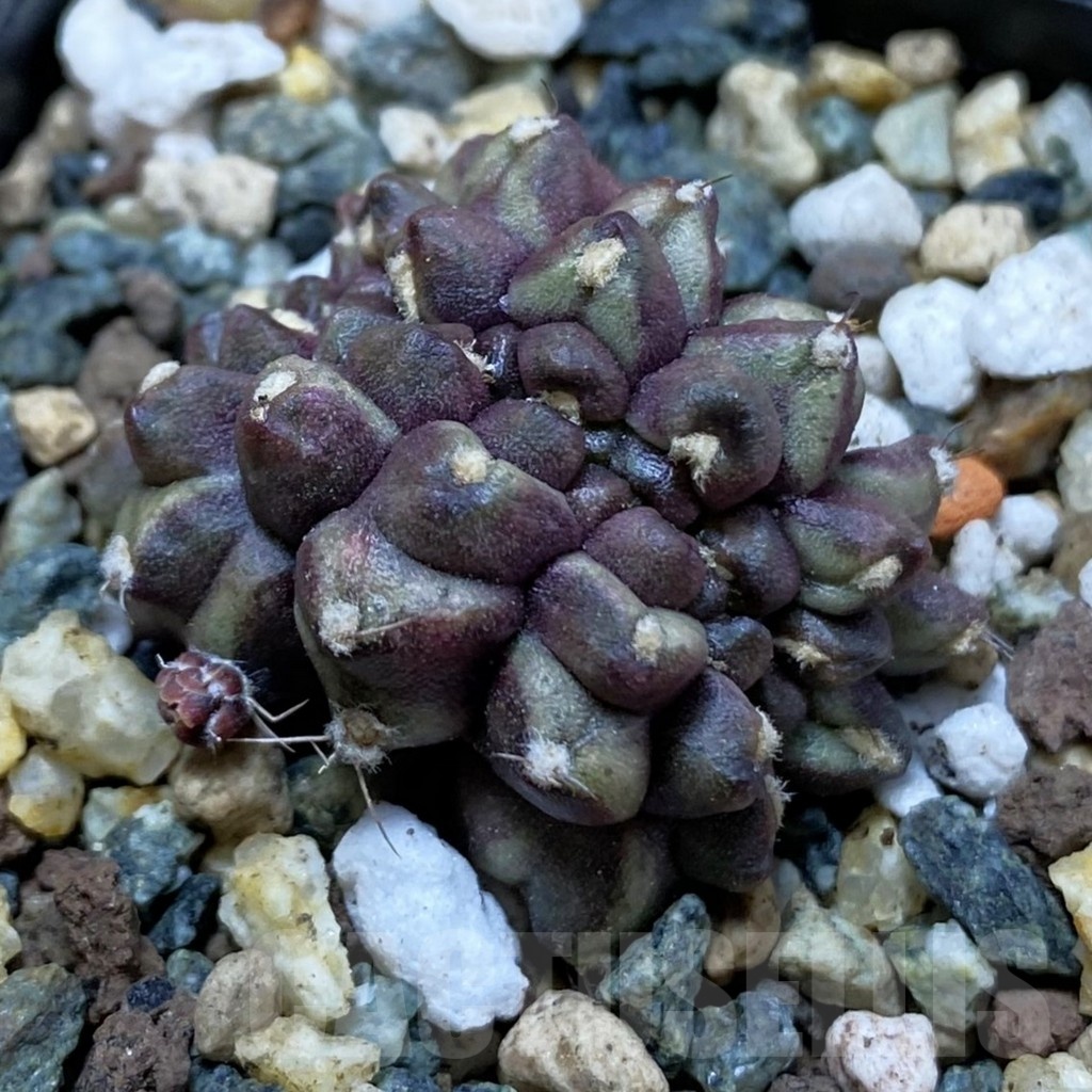 SH24545 Gymnocalycium mihanovichii ‘Day Dream’ f. cristata