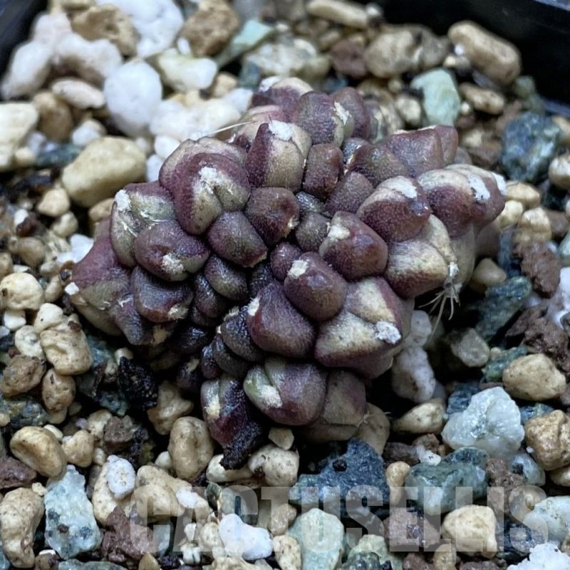 SH24546 Gymnocalycium mihanovichii ‘Day Dream’ f. cristata