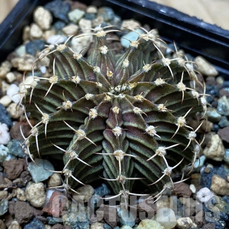 SH24547 Gymnocalycium friedrichii 9R001