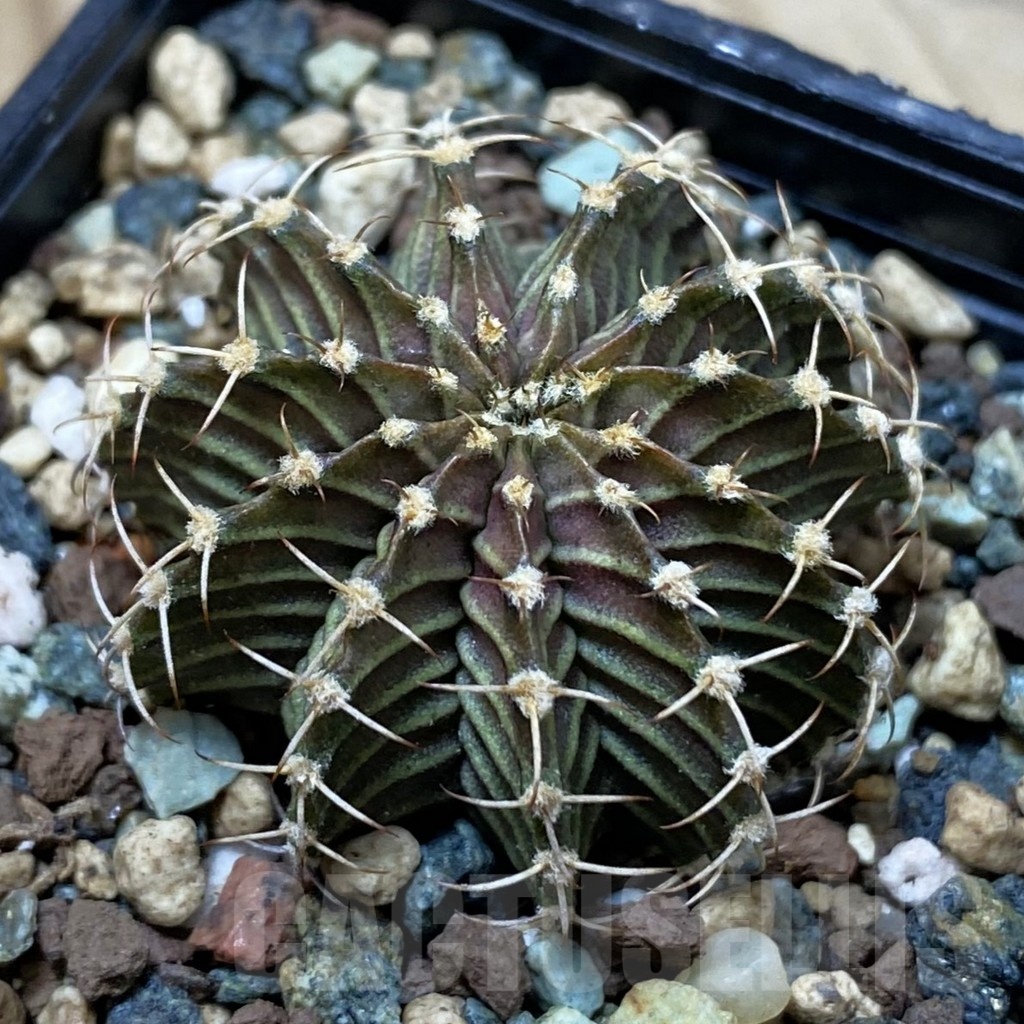 SH24547 Gymnocalycium friedrichii 9R001