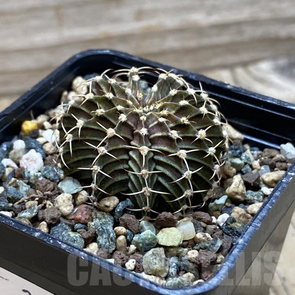 SH24547 Gymnocalycium friedrichii 9R001 - immagine 2
