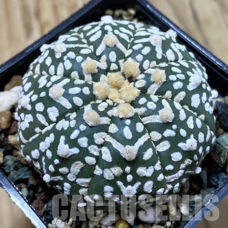 SH24498 Astrophytum asterias ‘Super Kabuto’ V-type