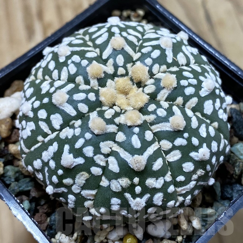 SH24498 Astrophytum asterias ‘Super Kabuto’ V-type