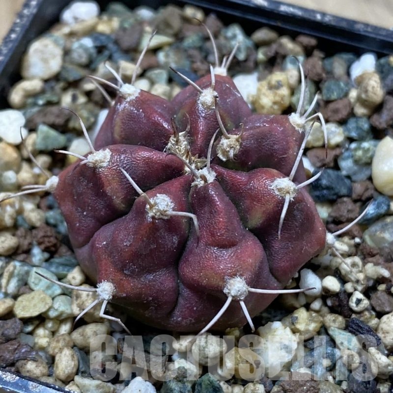 SH24548 Gymnocalycium mihanovichii ‘Dead Pool’