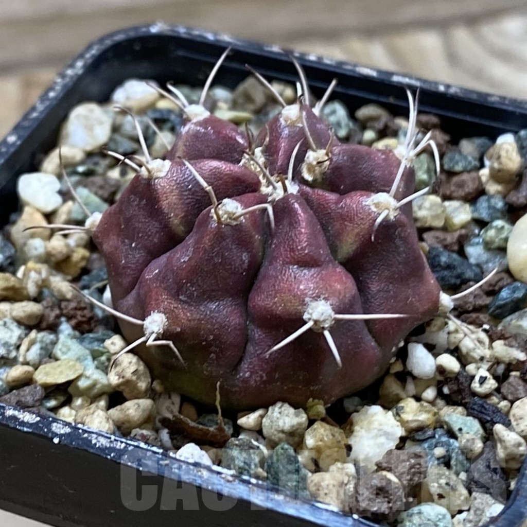 SH24548 Gymnocalycium mihanovichii ‘Dead Pool’ - Imagen 2
