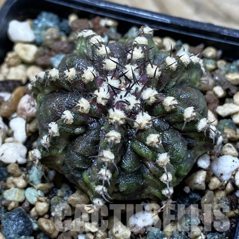 SH24549 Gymnocalycium mihanovichii ‘T-Rex’