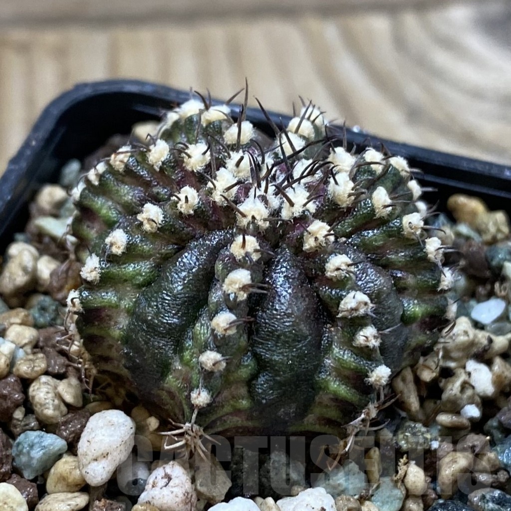 SH24549 Gymnocalycium mihanovichii ‘T-Rex’ - 画像 (2)