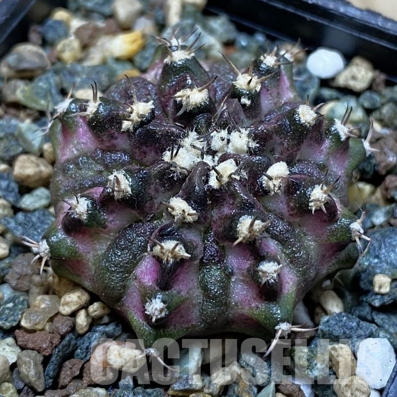 SH24550 Gymnocalycium mihanovichii ‘T-Lux’