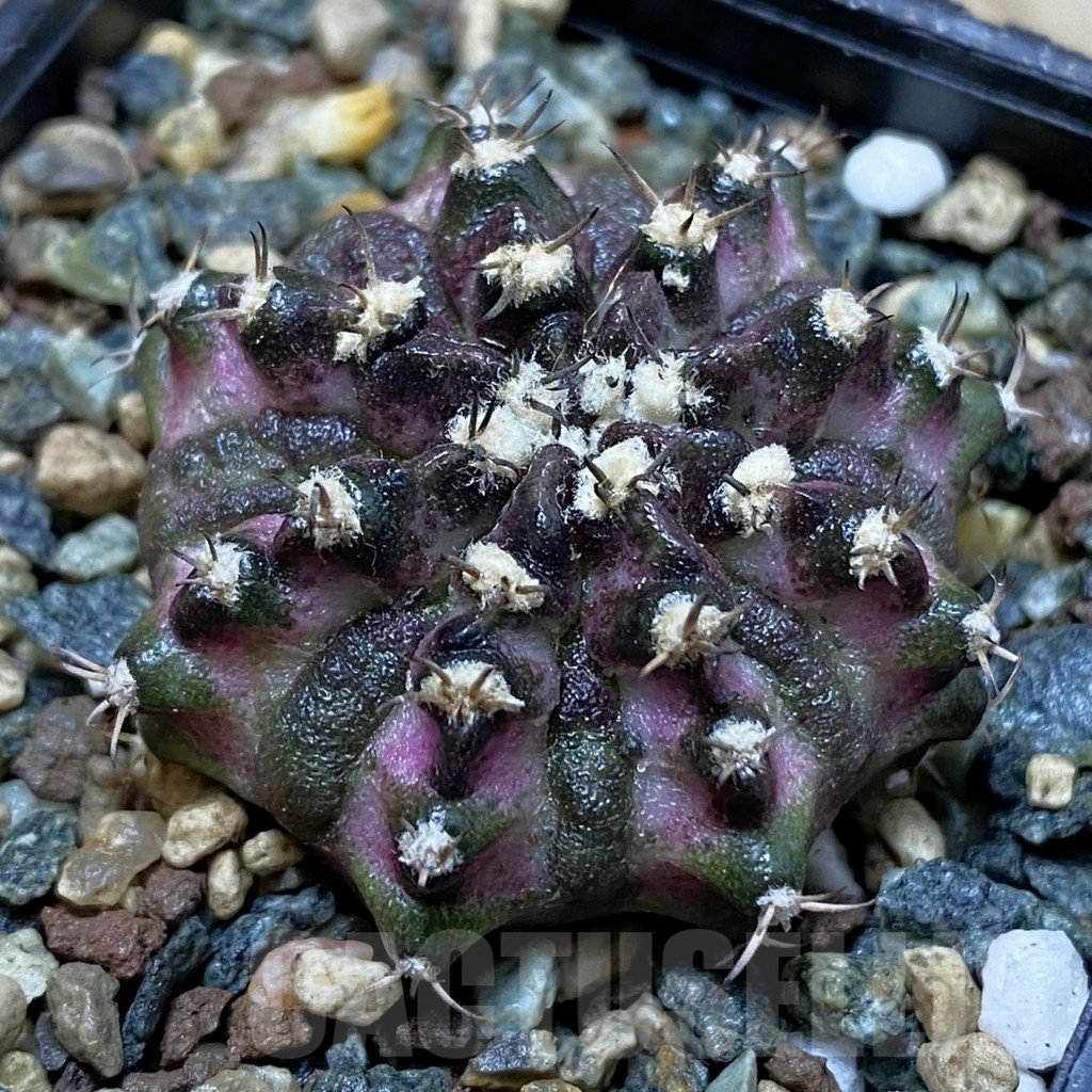 SH24550 Gymnocalycium mihanovichii ‘T-Lux’