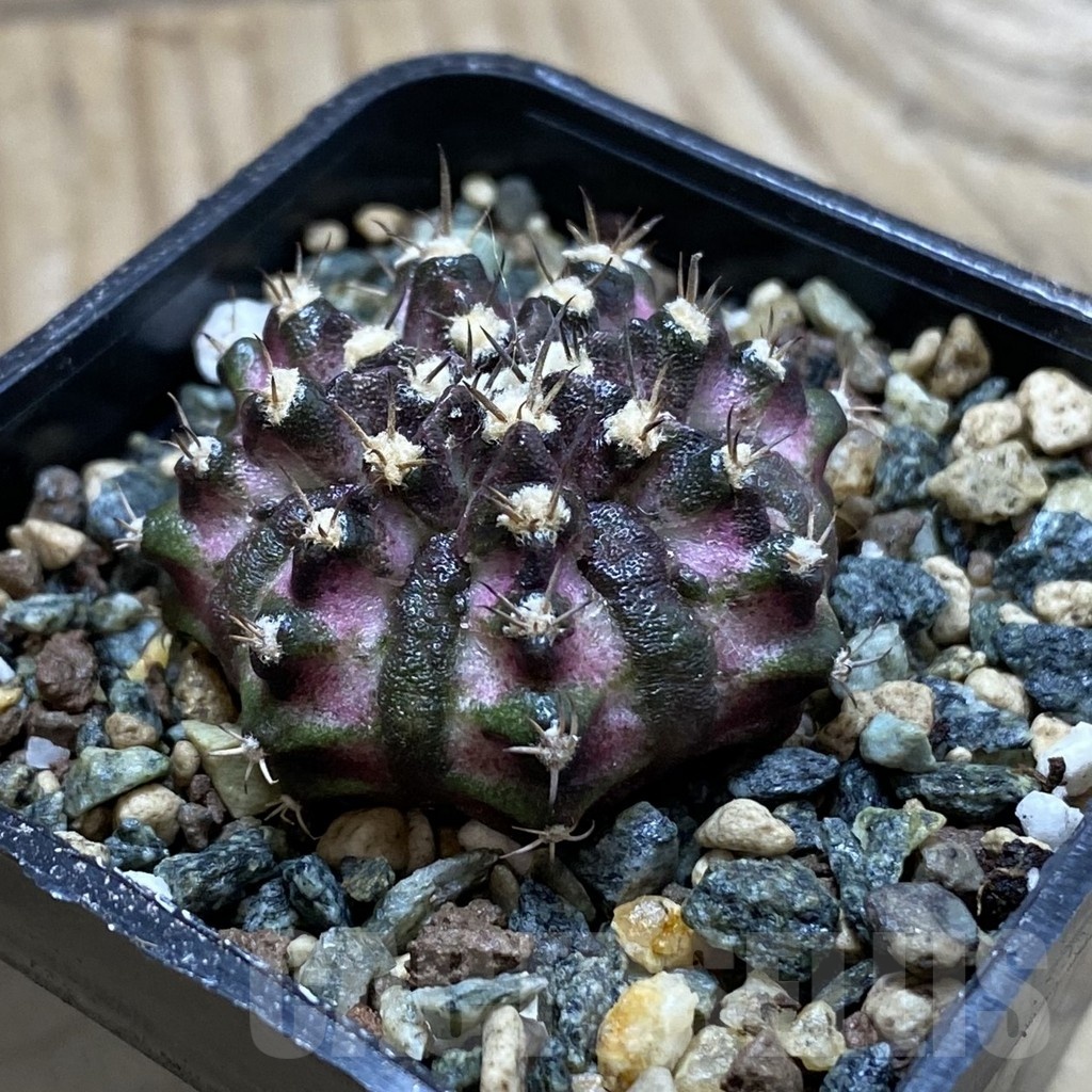 SH24550 Gymnocalycium mihanovichii ‘T-Lux’ – Image 2