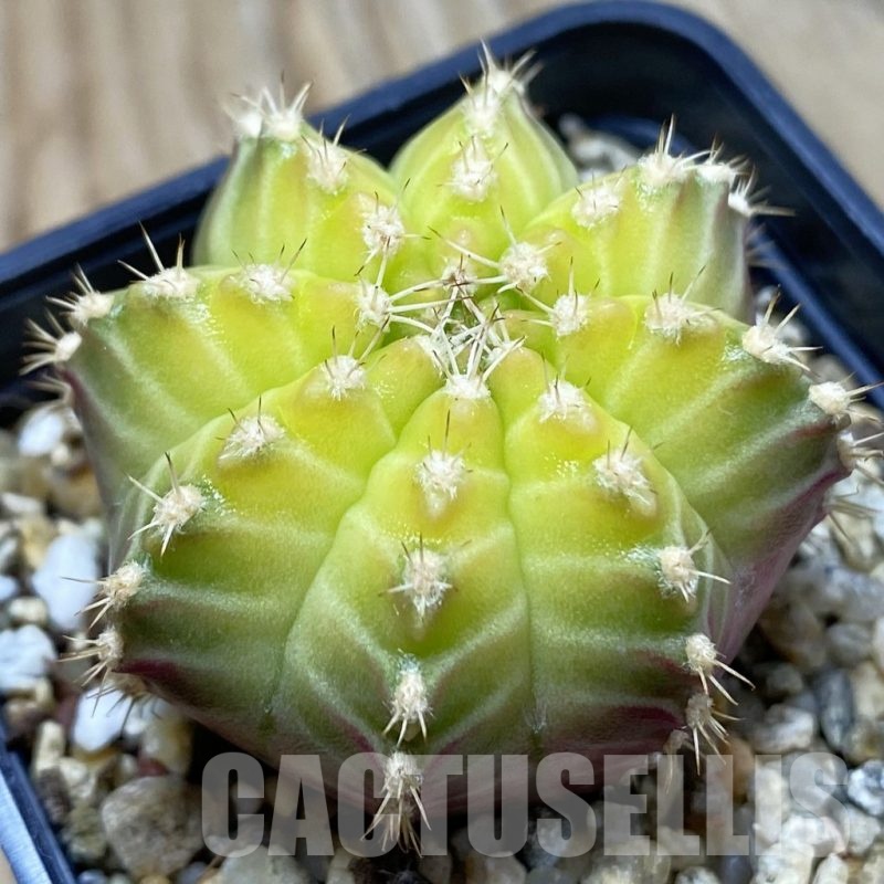 SH24551 Gymnocalycium mihanovichii ‘Neon’ hybrid, seedling