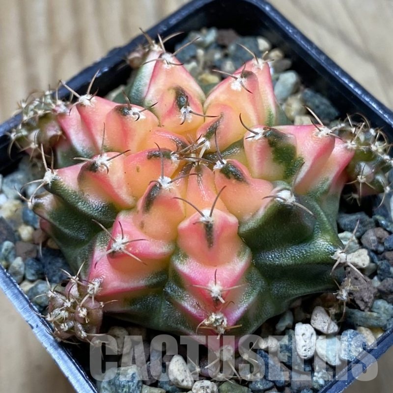 SH24552 Gymnocalycium mihanovichii ‘French Fuchsia’