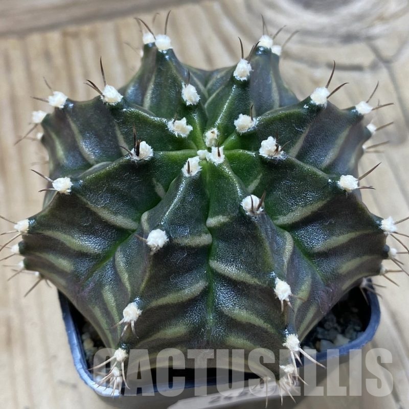 SH24553 Gymnocalycium mihanovichii ‘Black Widow’, seedling