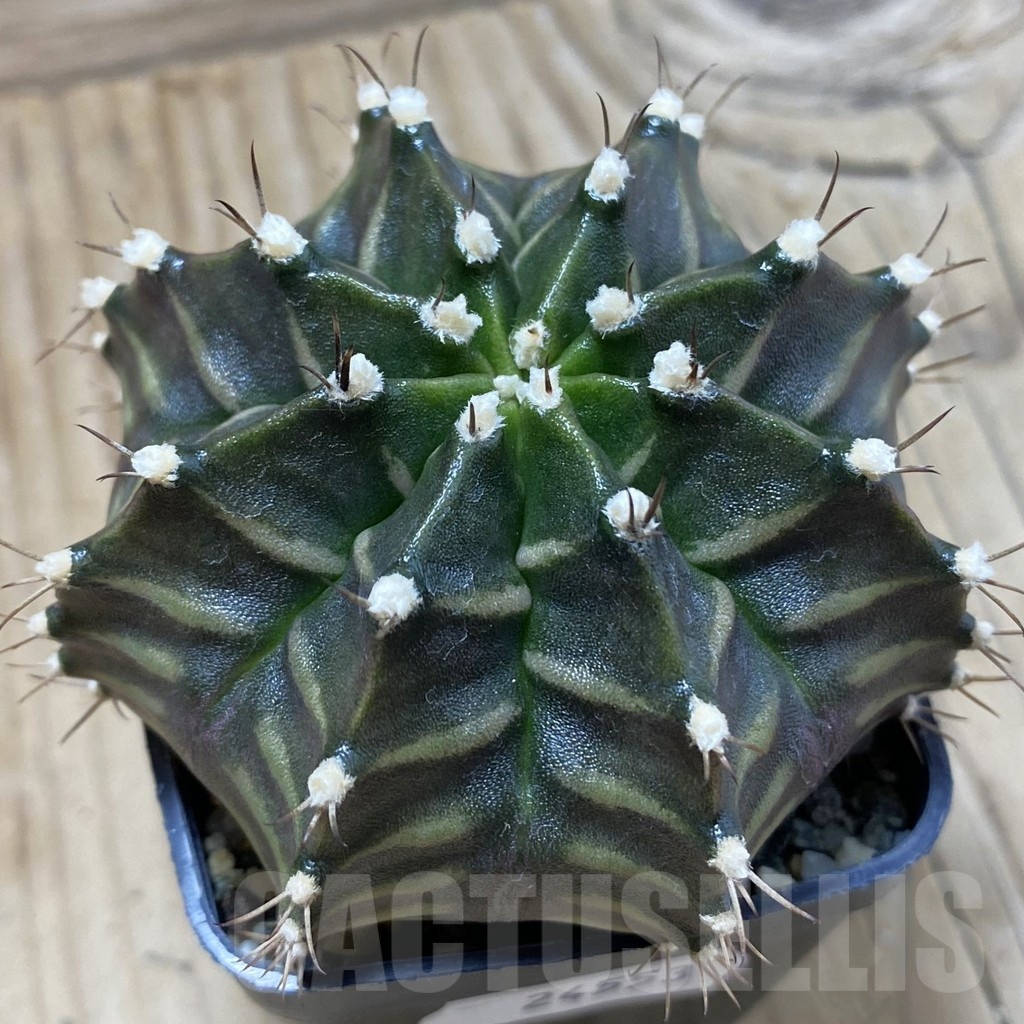 SH24553 Gymnocalycium mihanovichii ‘Black Widow’, seedling