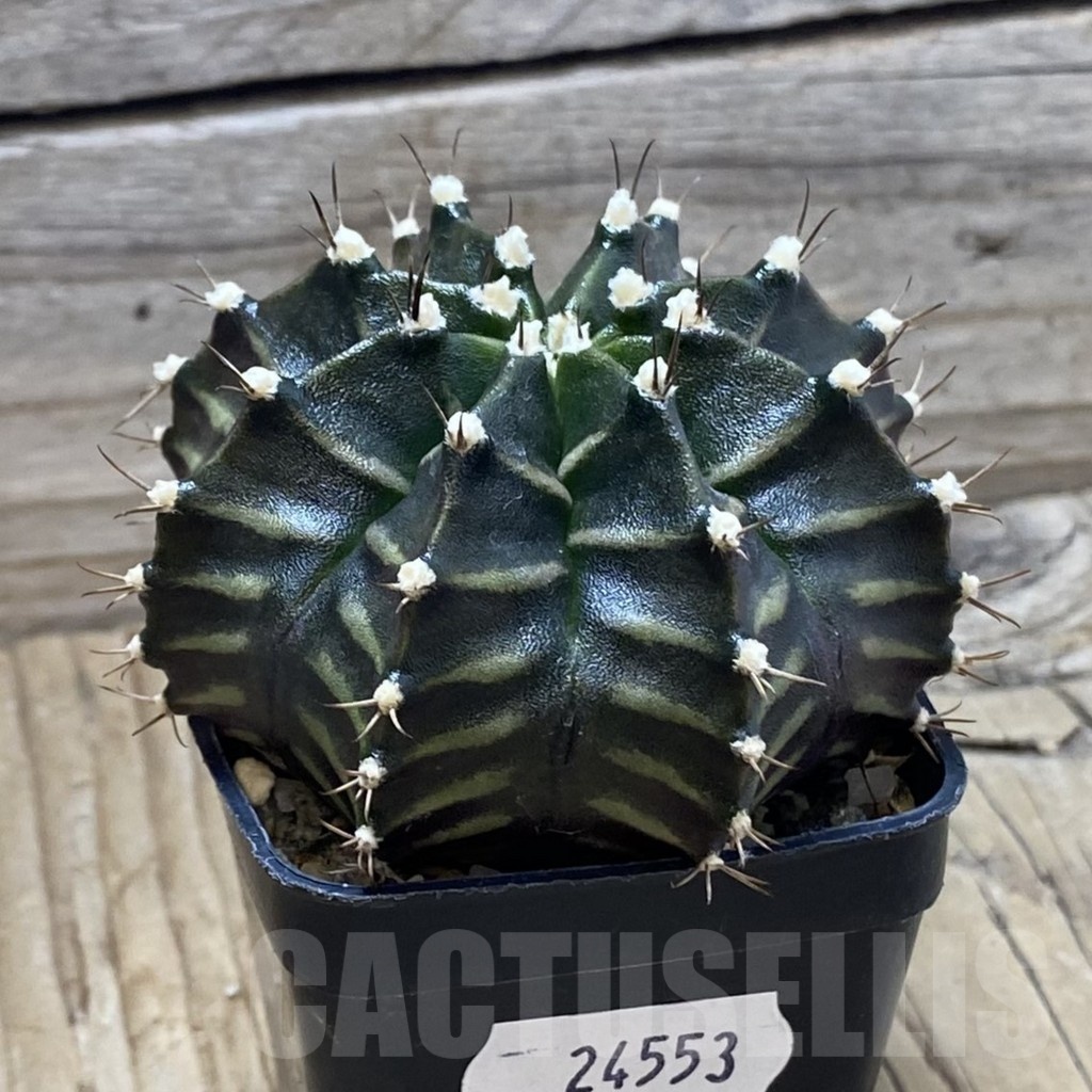 SH24553 Gymnocalycium mihanovichii ‘Black Widow’, seedling – Image 2